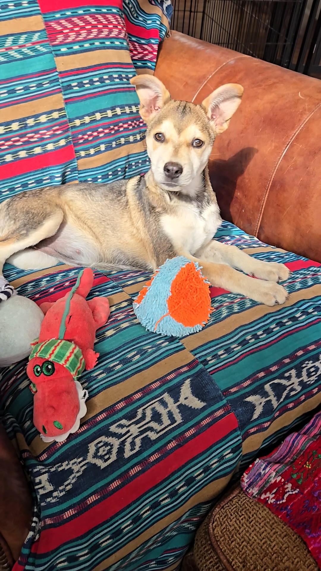 Enlarge Lucy, a Adopted mixed breed in Evergreen, CO image 5/6