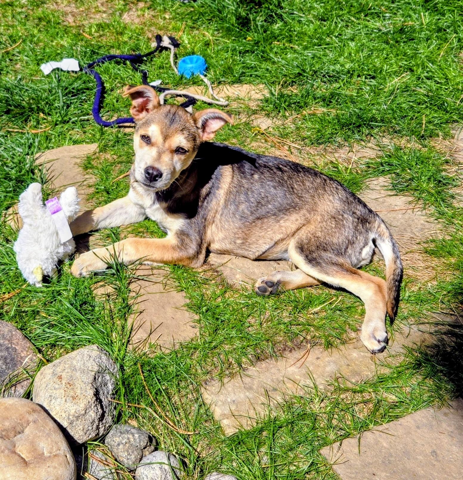 Enlarge Lucy, a Adopted mixed breed in Evergreen, CO image 4/6