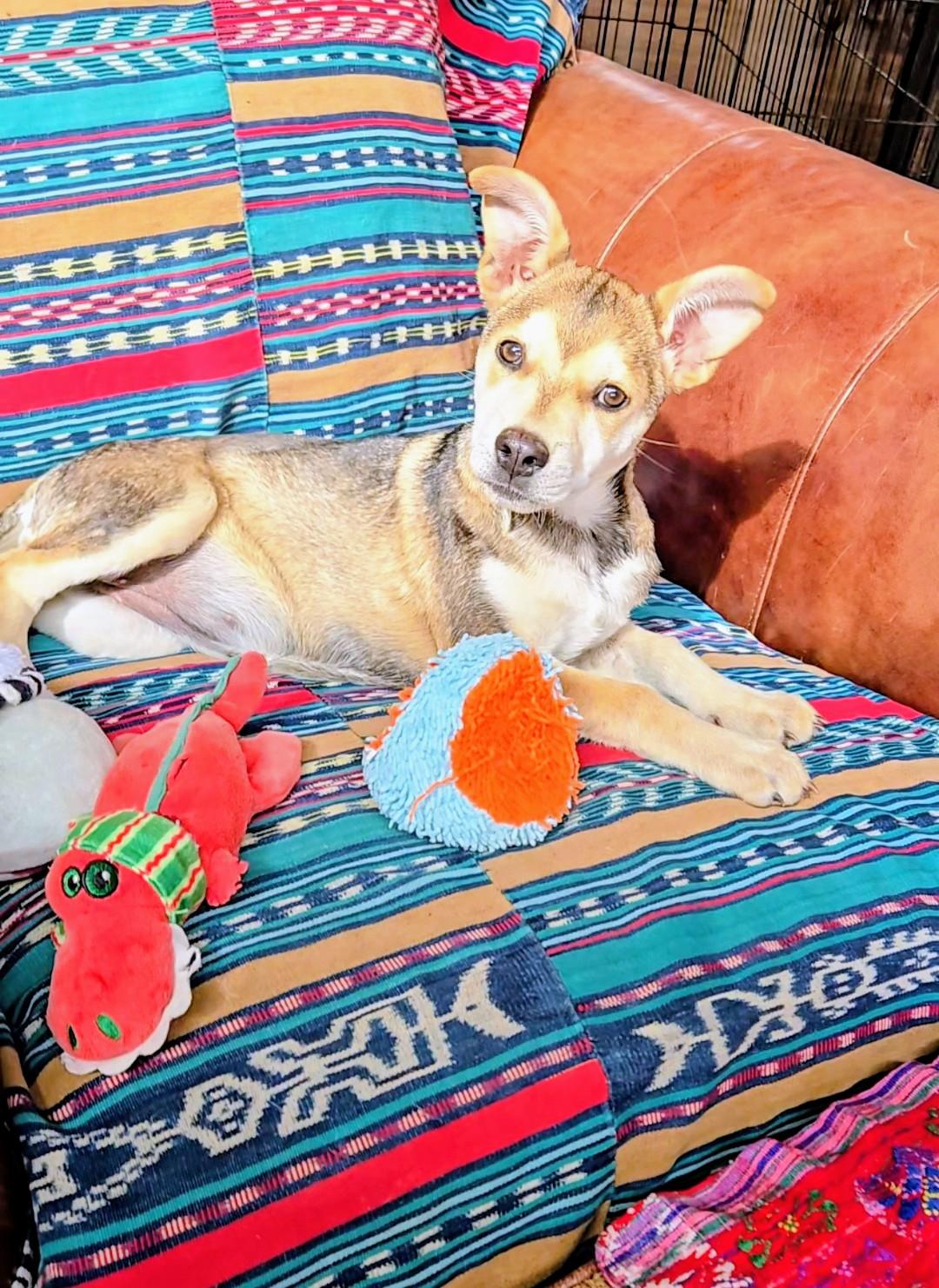 Enlarge Lucy, a Adopted mixed breed in Evergreen, CO image 1/6