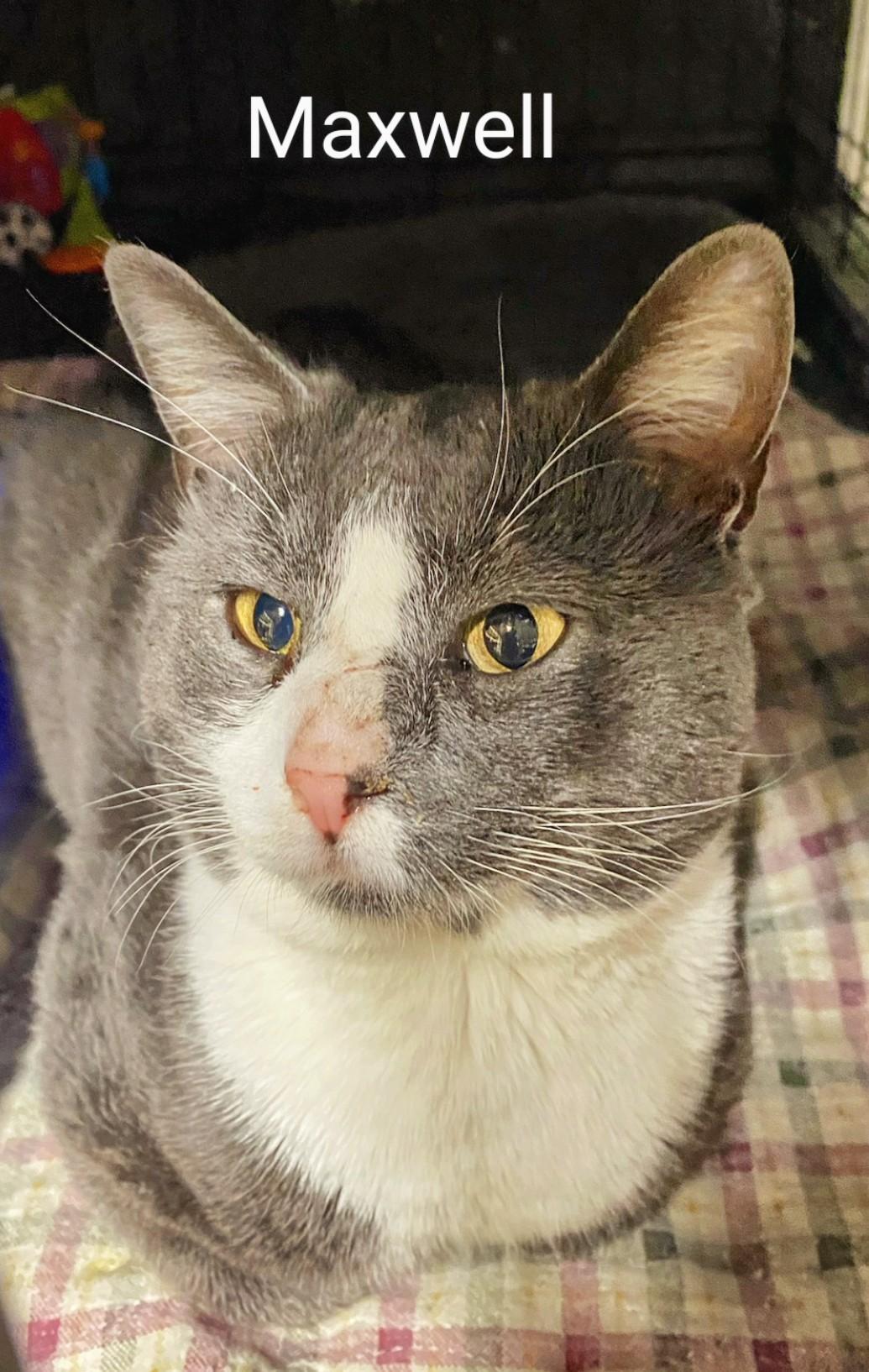 Maxwell, Adoptable, Adult Male Domestic Short Hair.