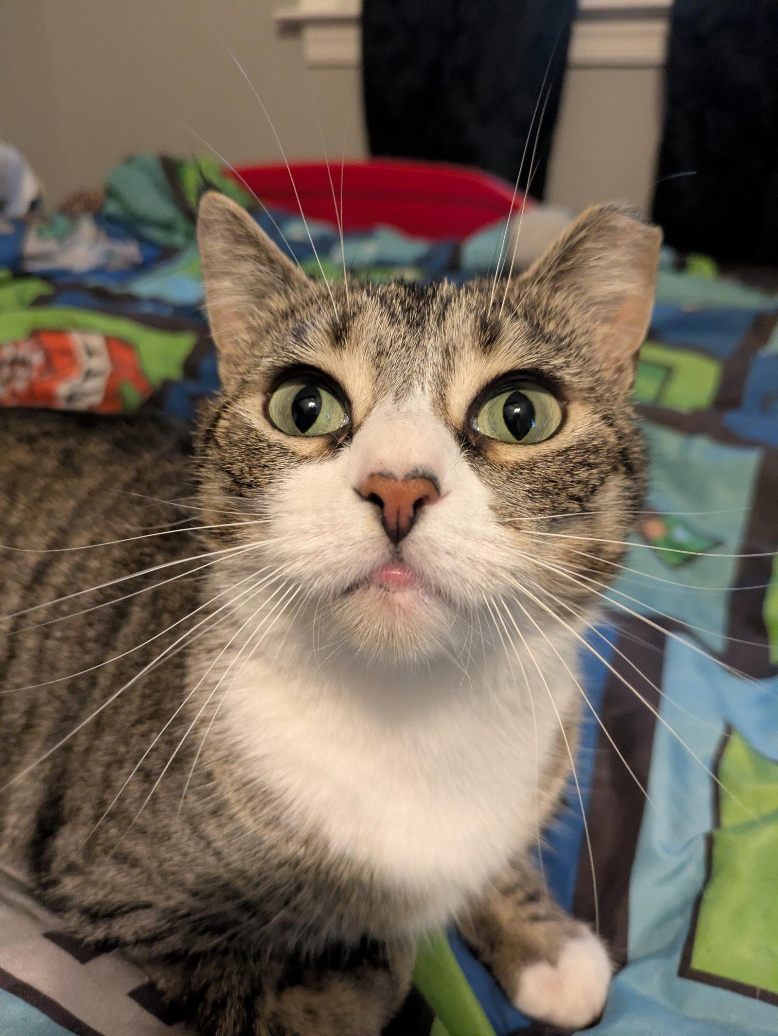 Enlarge Spritz, a Adopted Domestic Short Hair in Stewartsville, NJ image 1/3