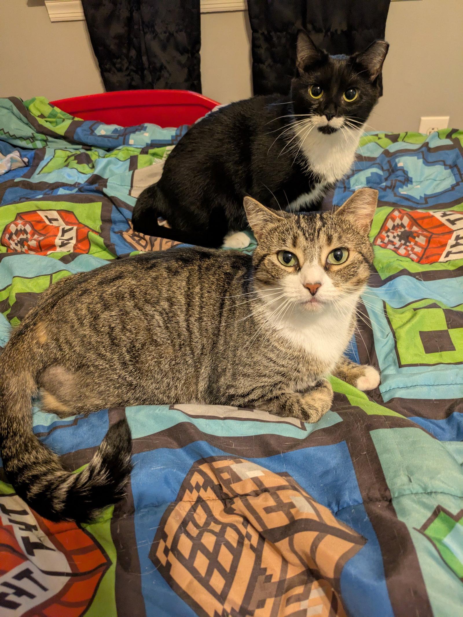 Enlarge Spritz, a Adopted Domestic Short Hair in Stewartsville, NJ image 2/3