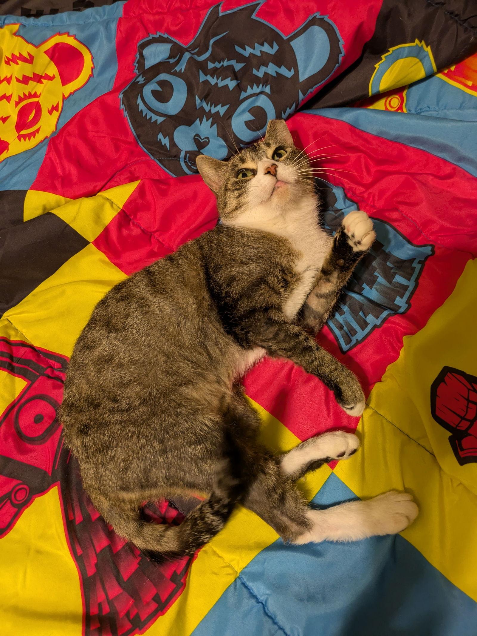 Enlarge Spritz, a Adopted Domestic Short Hair in Stewartsville, NJ image 3/3