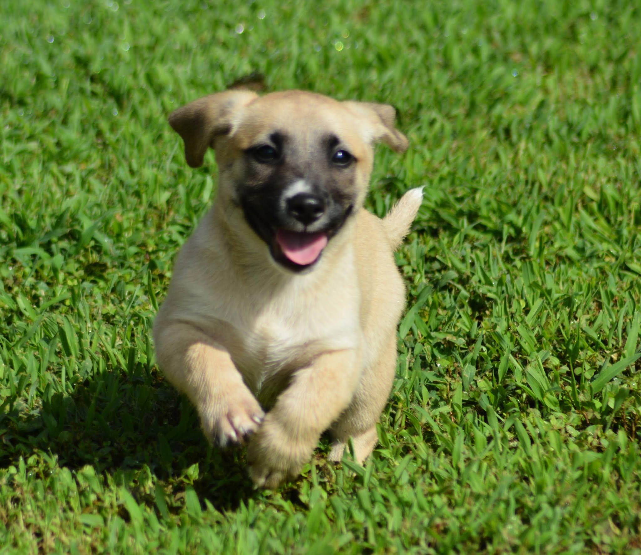 Enlarge Han Solo (D2016), a ADOPTABLE mixed breed in Hayes, VA image 6/6