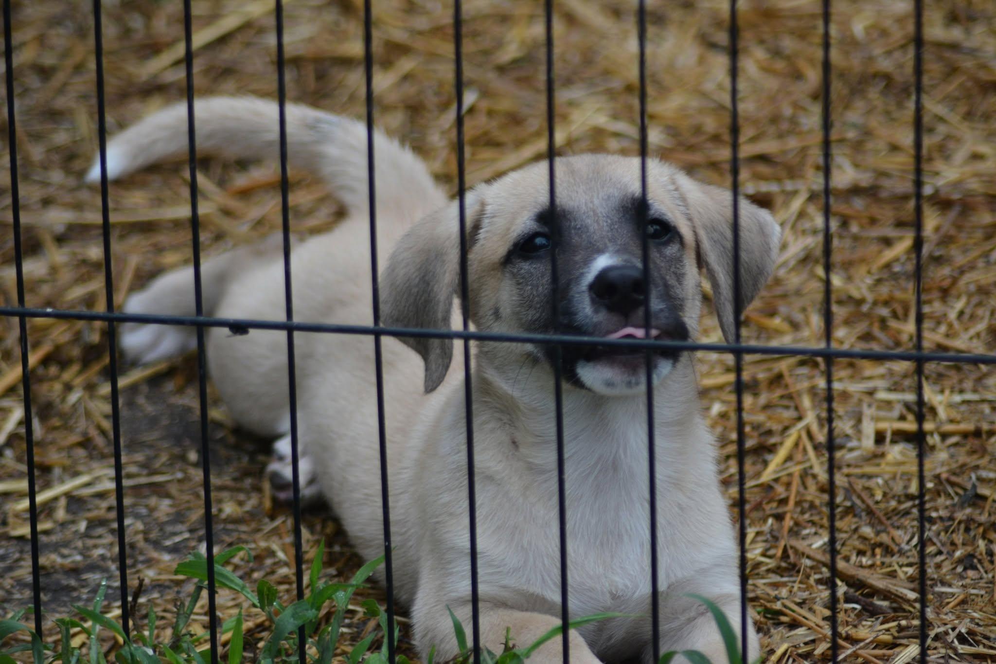 Enlarge Han Solo (D2016), a ADOPTABLE mixed breed in Hayes, VA image 2/6
