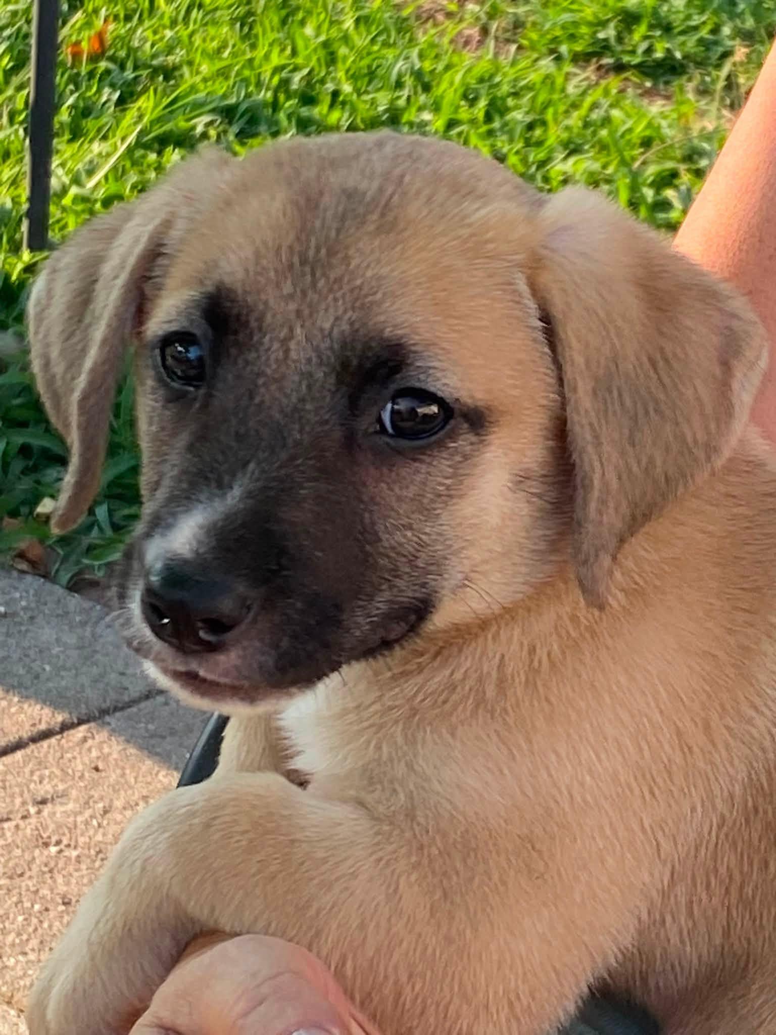 Enlarge Han Solo (D2016), a ADOPTABLE mixed breed in Hayes, VA image 3/6