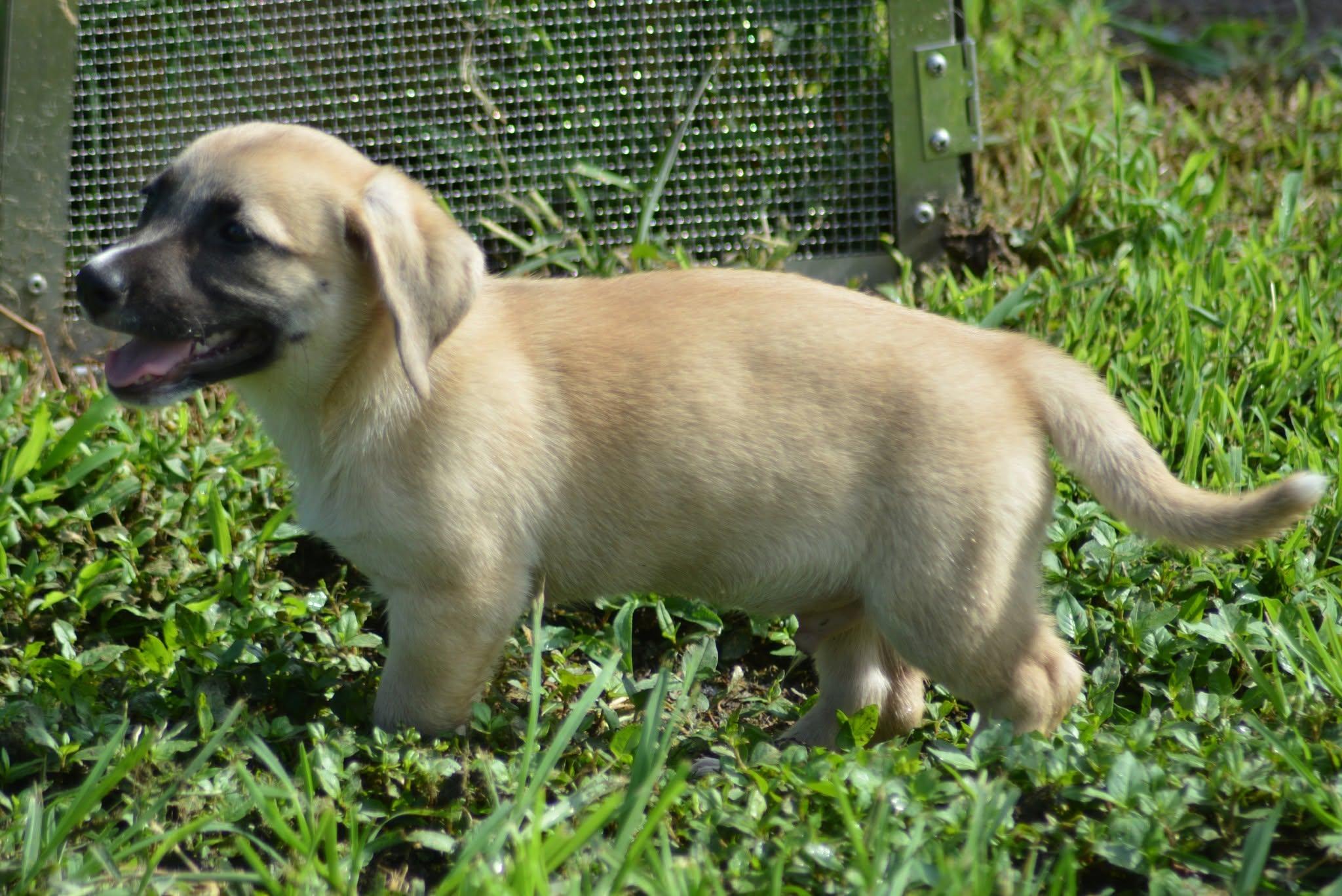 Enlarge Han Solo (D2016), a ADOPTABLE mixed breed in Hayes, VA image 5/6