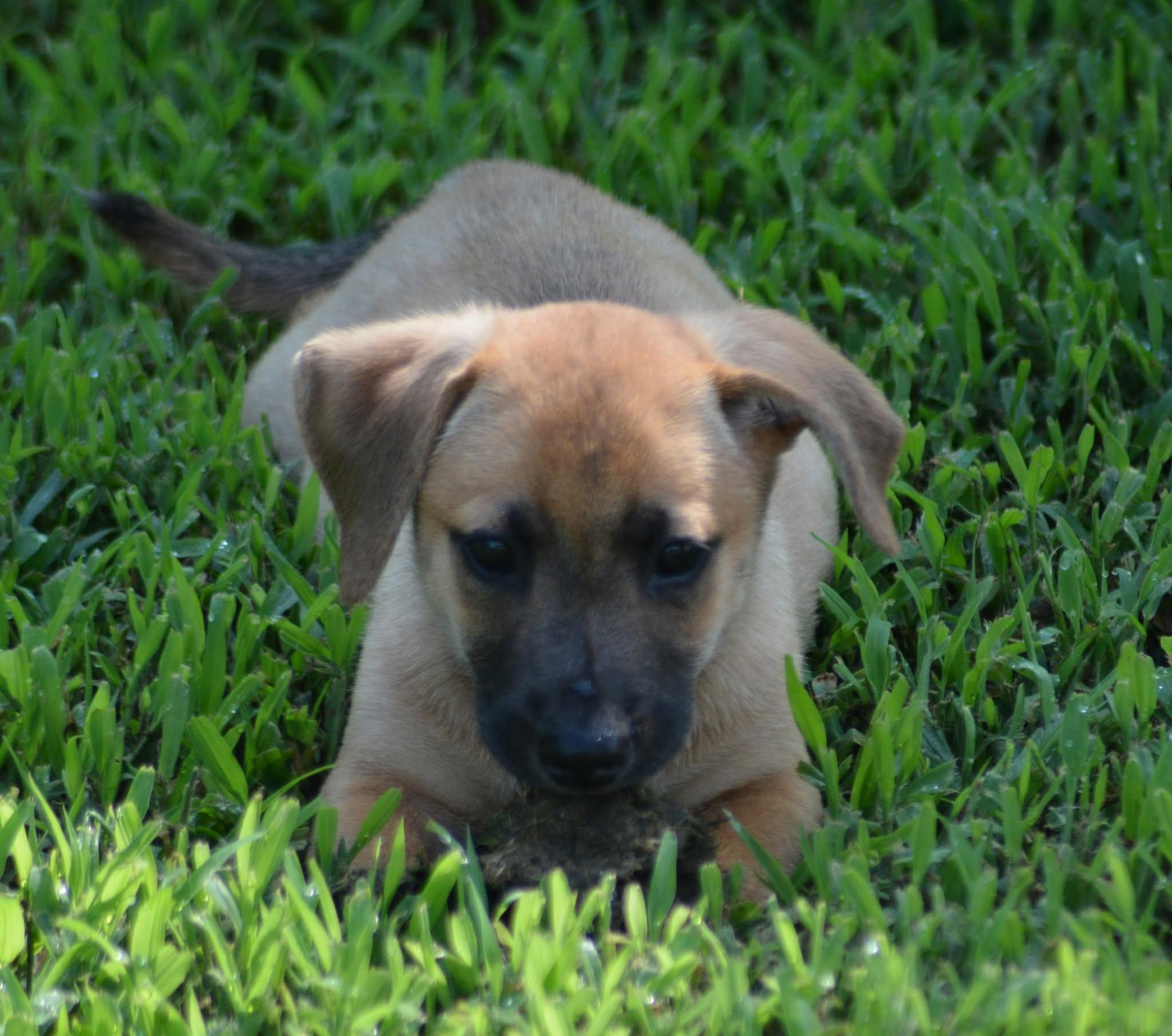 Enlarge Han Solo (D2016), a ADOPTABLE mixed breed in Hayes, VA image 1/6