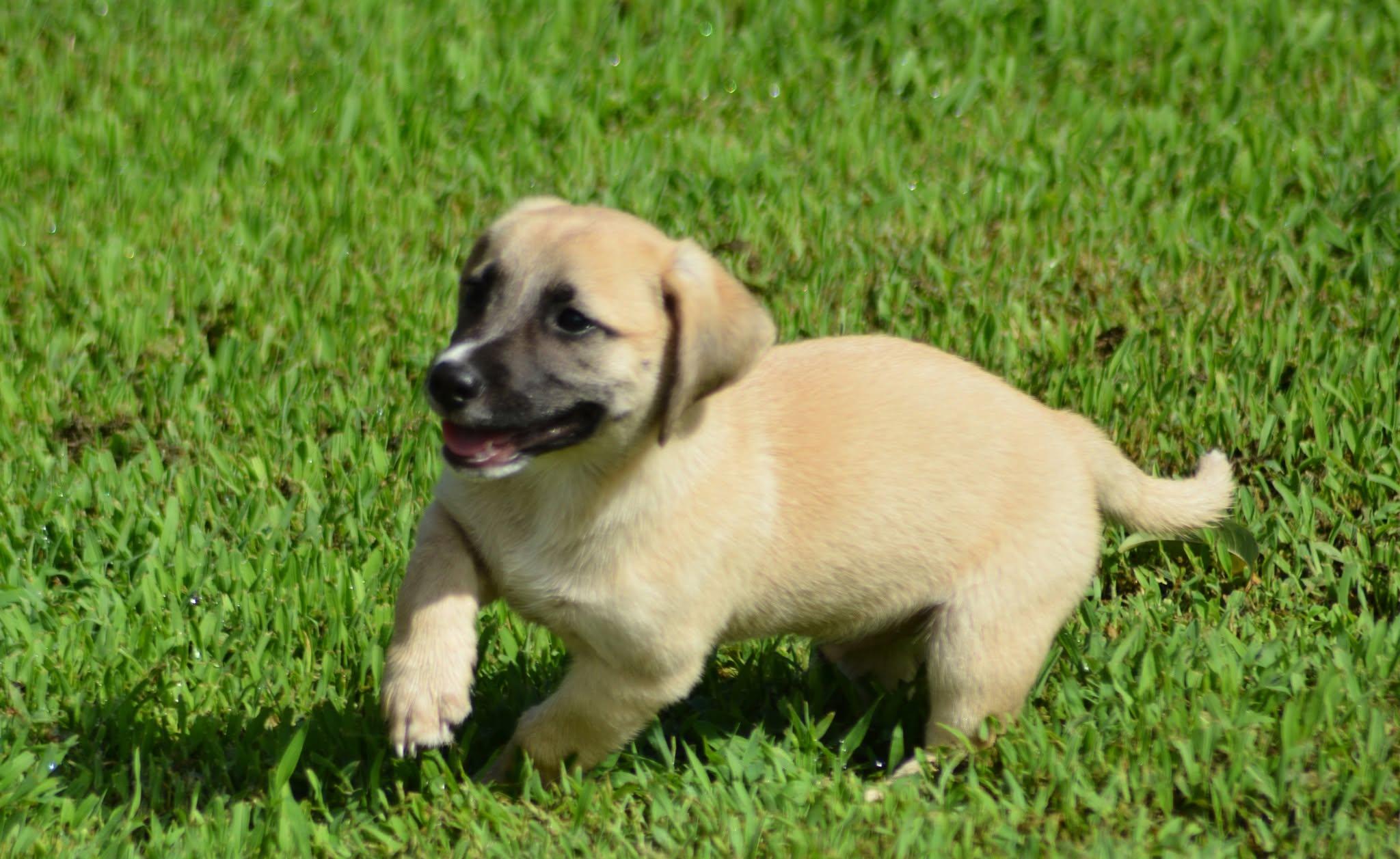 Enlarge Han Solo (D2016), a ADOPTABLE mixed breed in Hayes, VA image 4/6