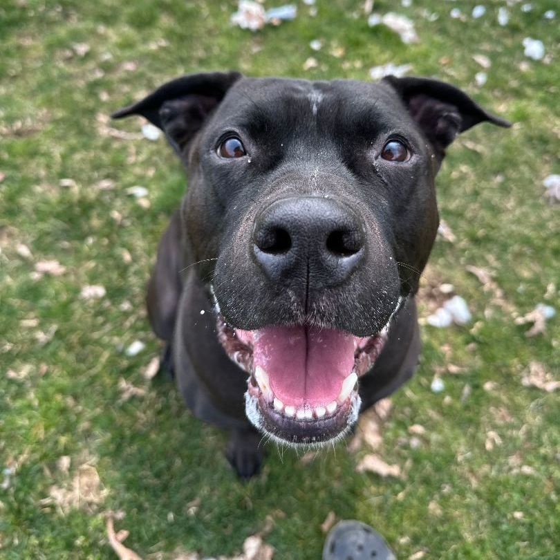 Enlarge Jake (living in a foster home)!, a Adoptable Pit Bull Terrier in Myerstown, PA image 2/11
