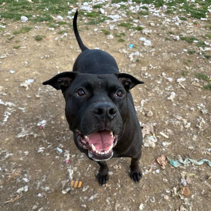 Enlarge Jake (living in a foster home)!, a Adoptable Pit Bull Terrier in Myerstown, PA image 3/11