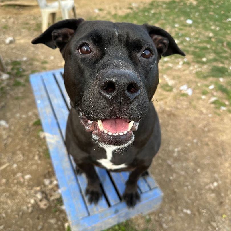 Enlarge Jake (living in a foster home)!, a Adoptable Pit Bull Terrier in Myerstown, PA image 4/11