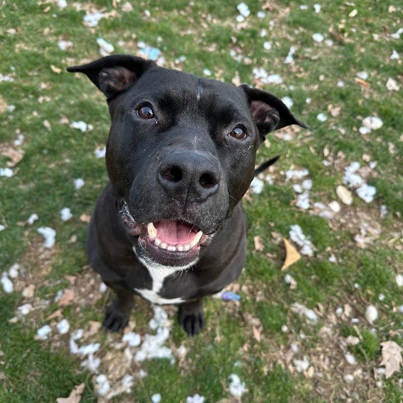 Enlarge Jake (living in a foster home)!, a Adoptable Pit Bull Terrier in Myerstown, PA image 5/11