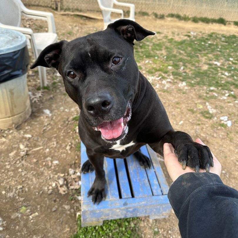 Jake (living in a foster home)!, Adoptable, Adult Male Pit Bull Terrier.