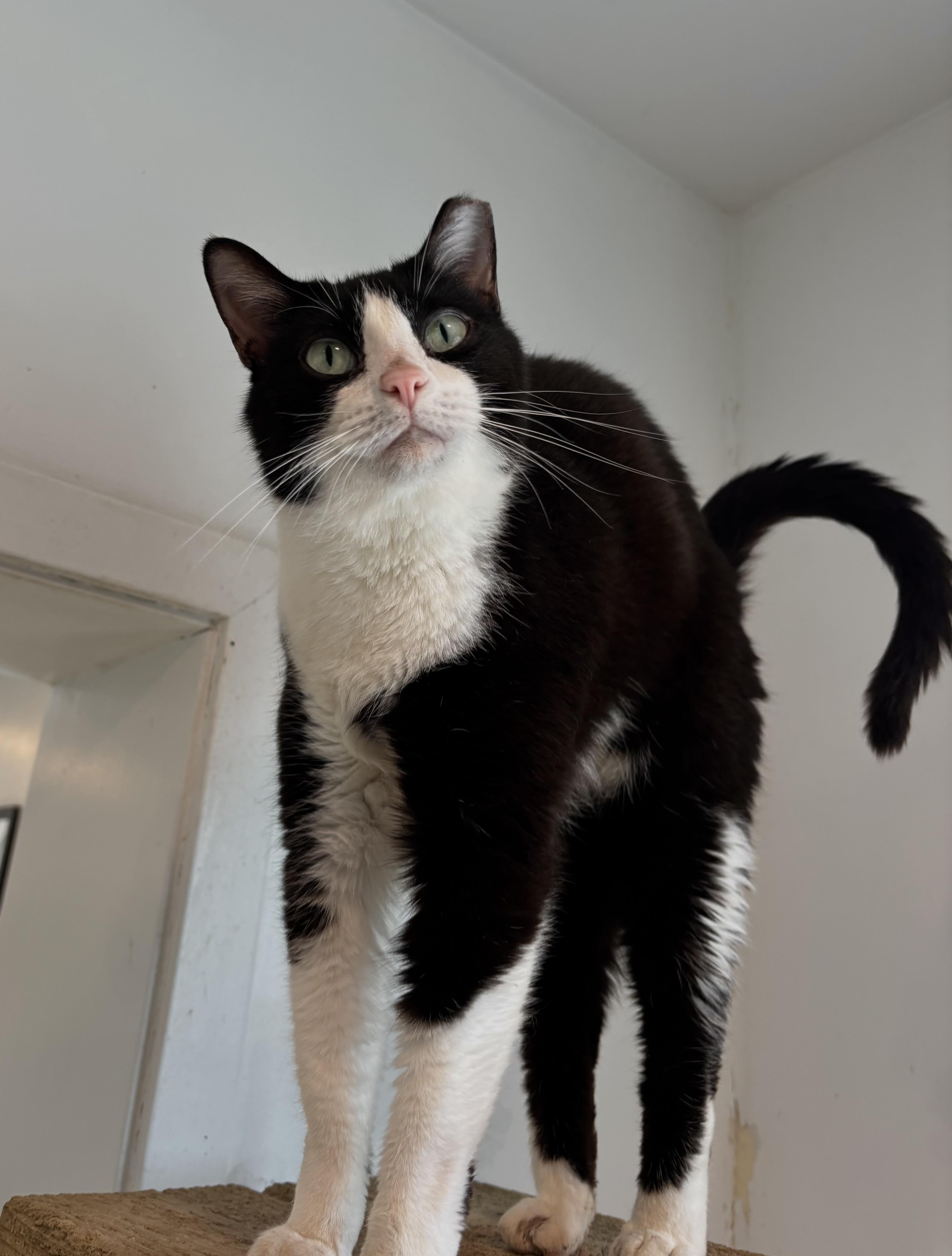 Rita - The Tilted Cutie!, a Adoptable Domestic Short Hair in Chicago, IL image 2/2