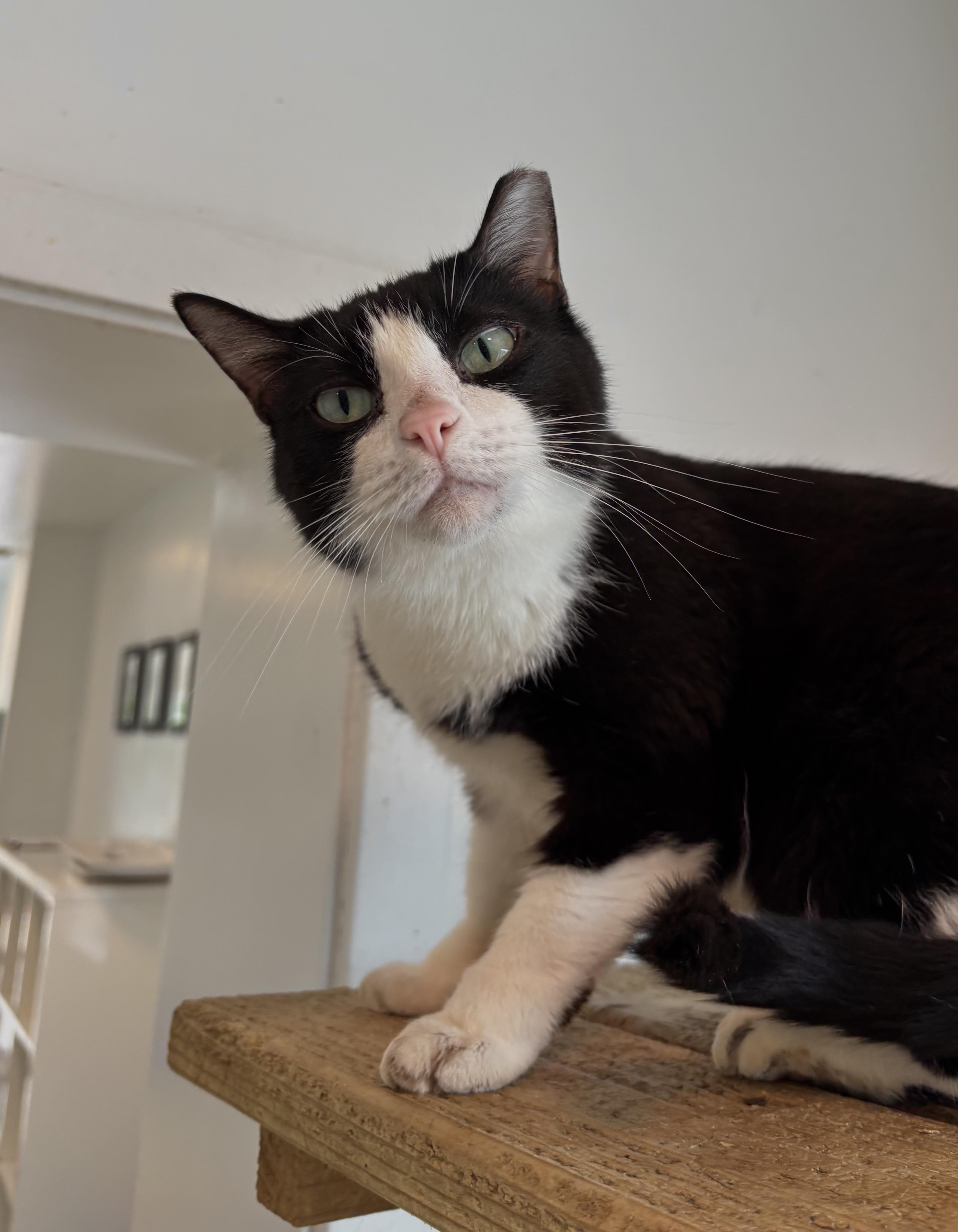 Rita - The Tilted Cutie!, a Adoptable Domestic Short Hair in Chicago, IL image 1/2
