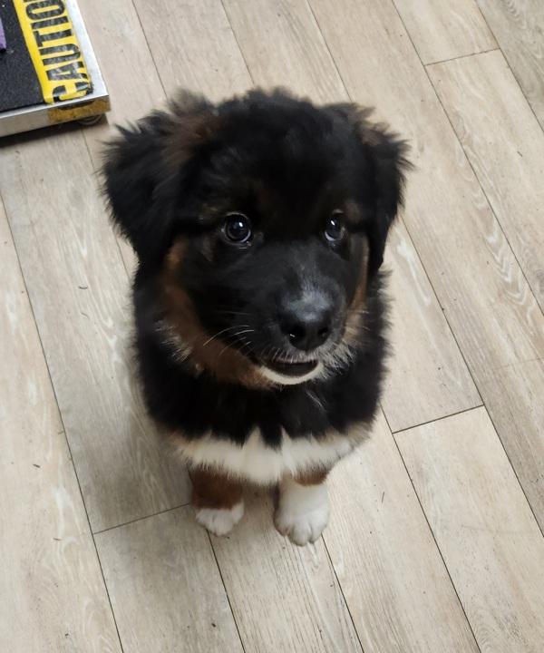 Emilia, Adoptable, Puppy Female Bernese Mountain Dog & Collie.