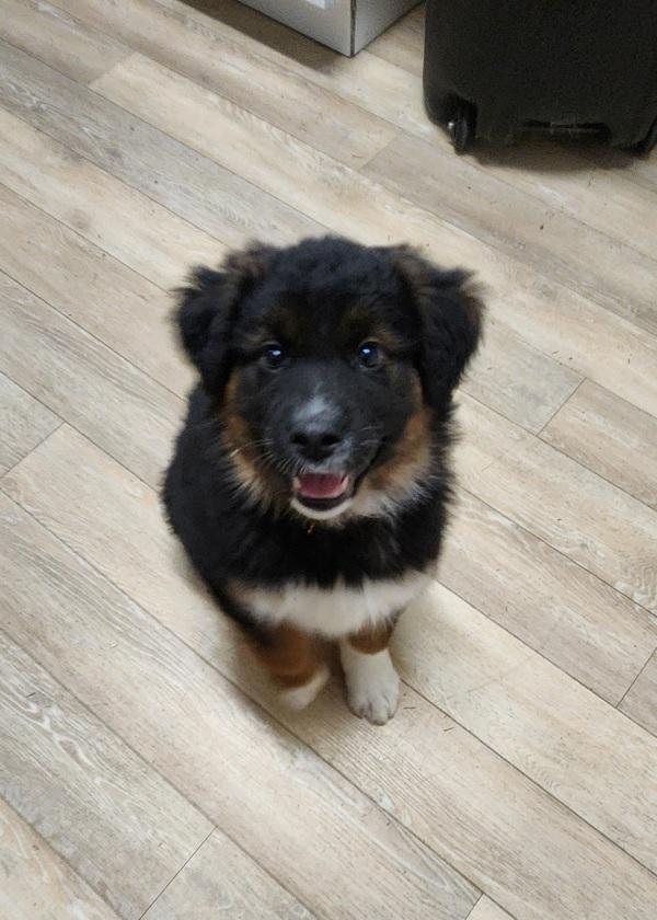 Enlarge Emilia, a Adoptable mixed breed in West Vancouver, BC image 2/3