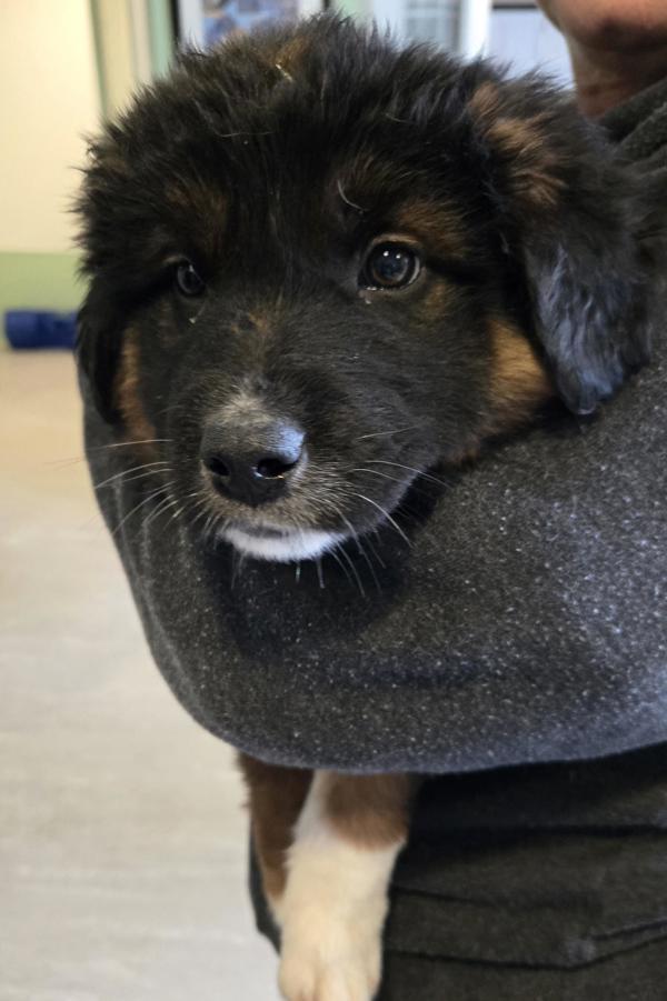 Enlarge Emilia, a Adoptable mixed breed in West Vancouver, BC image 3/3