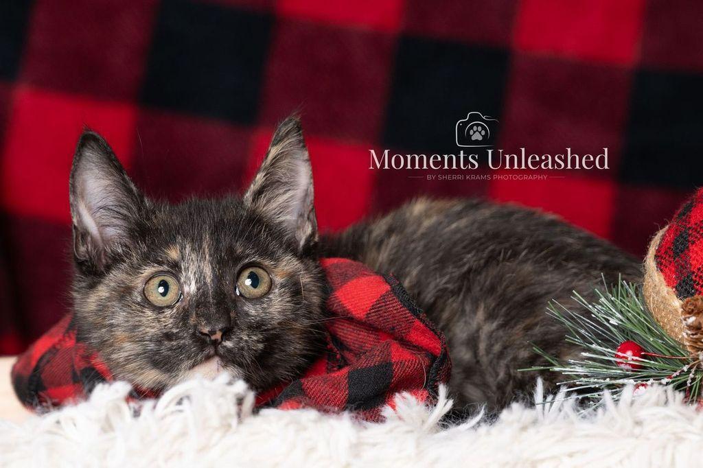 Enlarge Like, a ADOPTABLE Domestic Short Hair in Myakka City, FL image 3/4