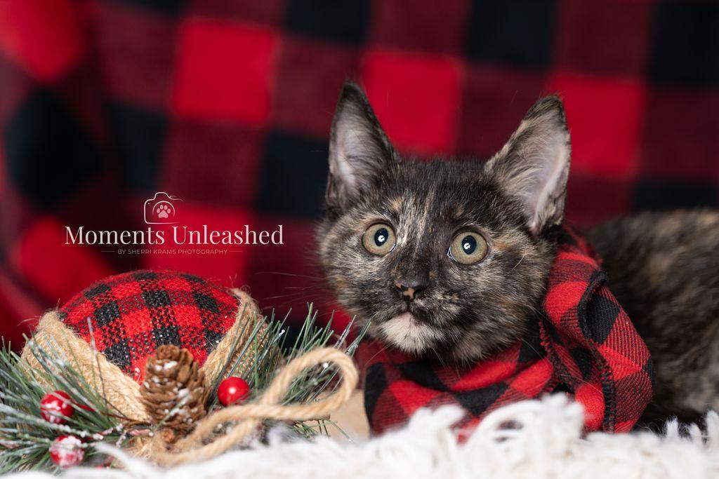 Enlarge Like, a ADOPTABLE Domestic Short Hair in Myakka City, FL image 4/4