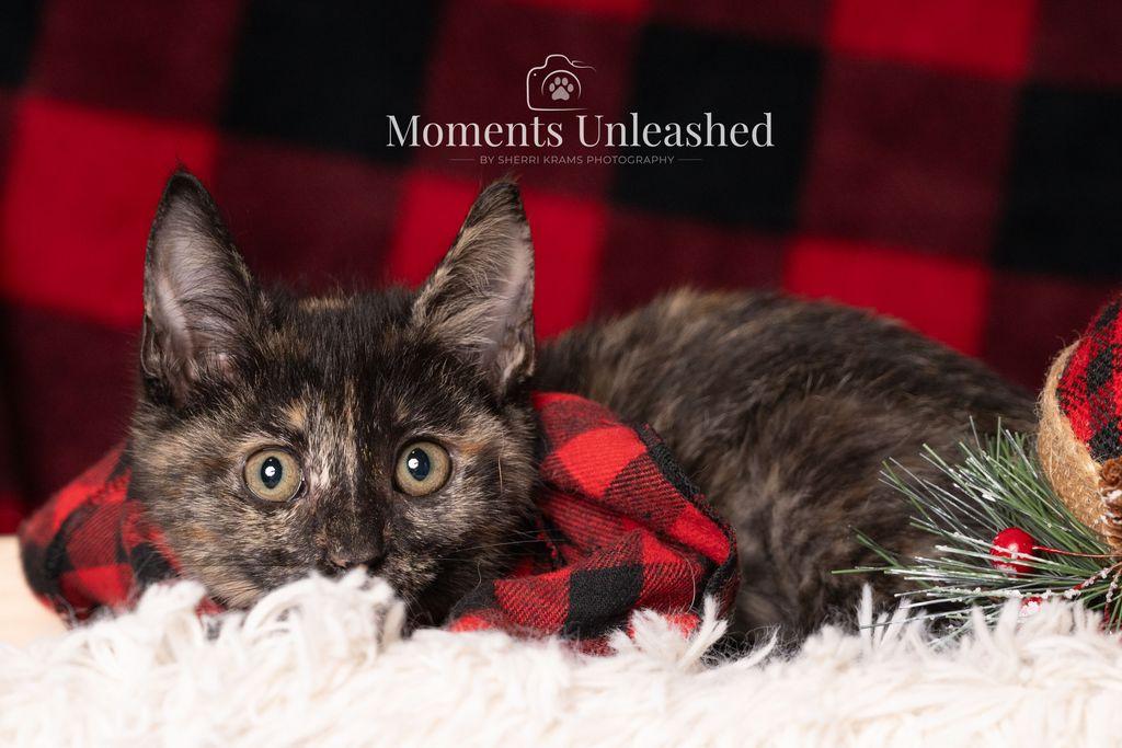 Enlarge Like, a ADOPTABLE Domestic Short Hair in Myakka City, FL image 2/4