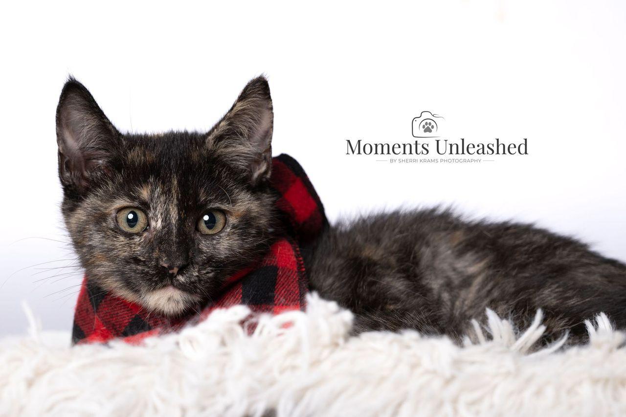 Like, ADOPTABLE, Kitten Female Domestic Short Hair.