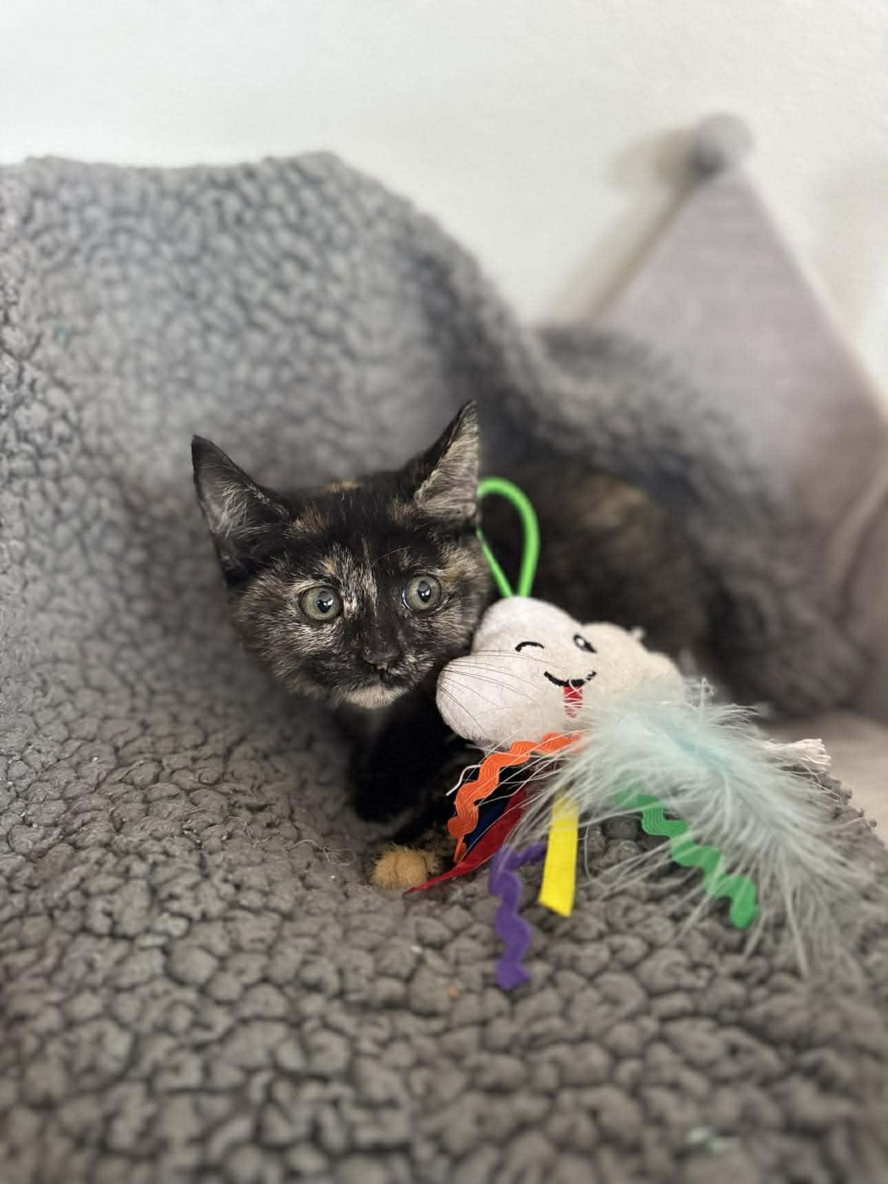 Enlarge Like, a ADOPTABLE Domestic Short Hair in Myakka City, FL image 1/1