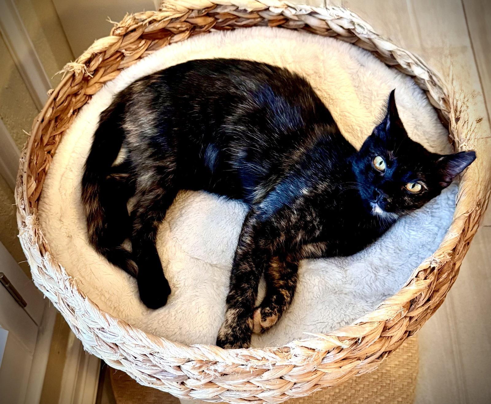 Dawn, Adopted, Kitten Female Domestic Short Hair.