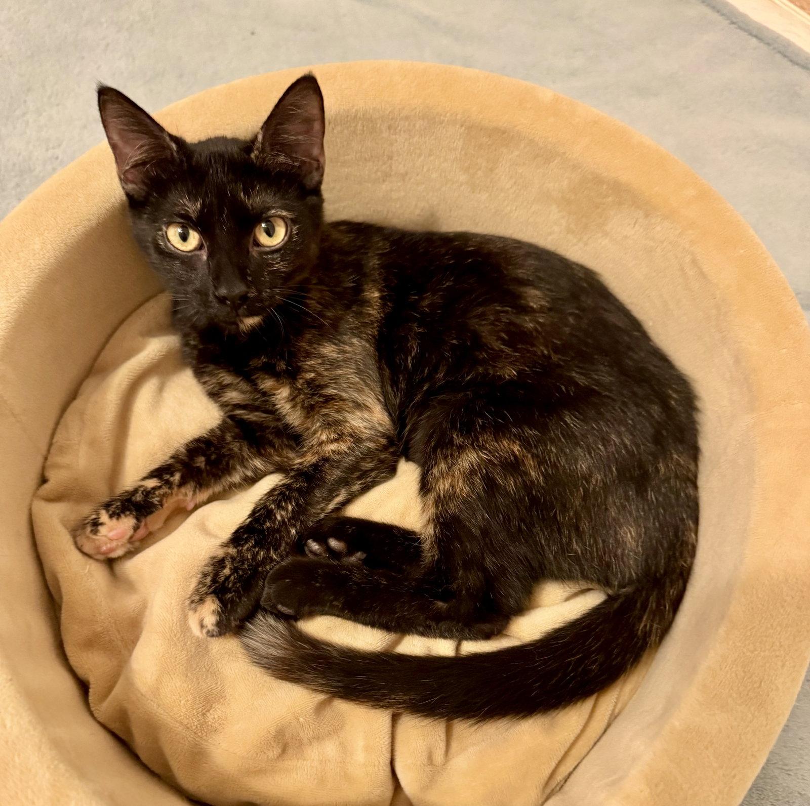Enlarge Dawn, a Adopted Domestic Short Hair in Arlington, TX image 2/3