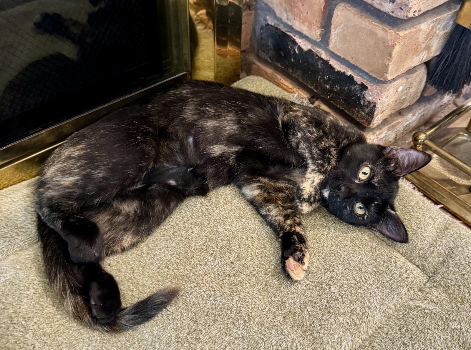 Enlarge Dawn, a Adopted Domestic Short Hair in Arlington, TX image 3/3
