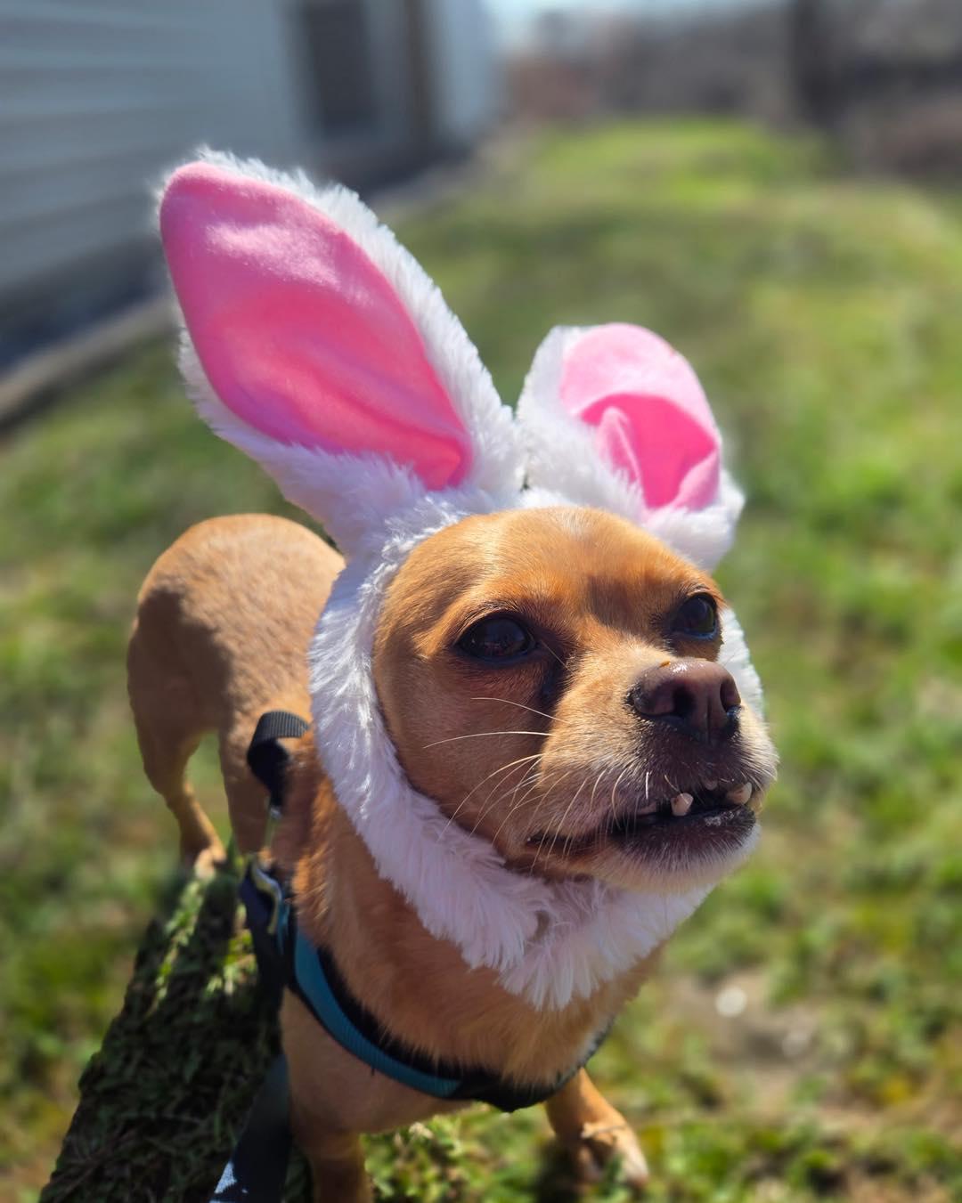 Lulu, ADOPTABLE, Adult Female Chihuahua.