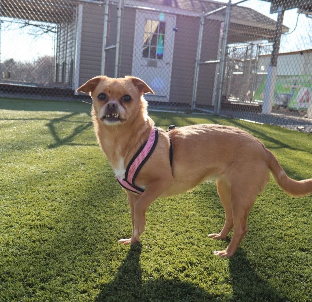 Lulu, a ADOPTABLE Chihuahua in Bloomfield, NJ image 2/6