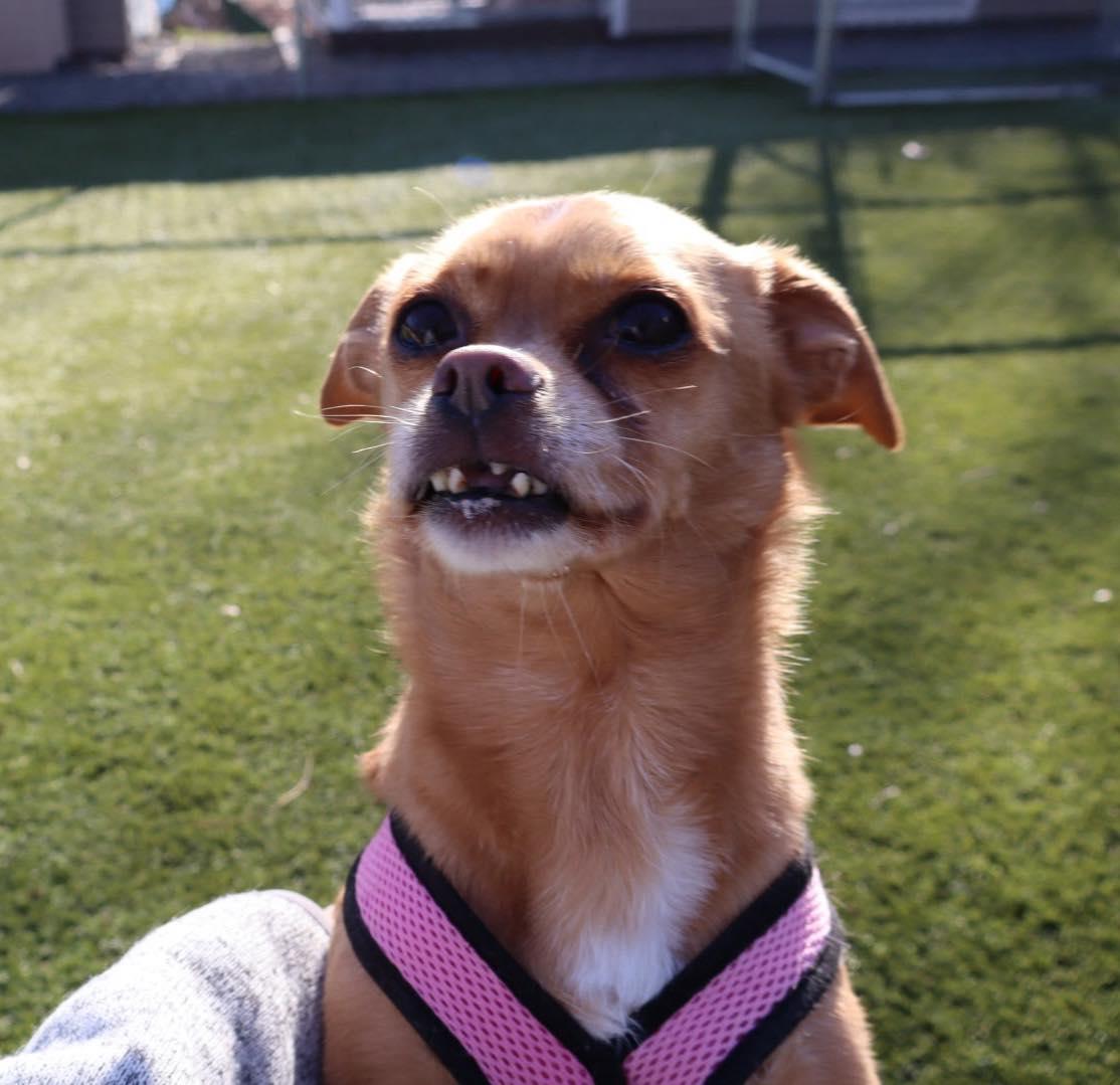 Lulu, a ADOPTABLE Chihuahua in Bloomfield, NJ image 4/6