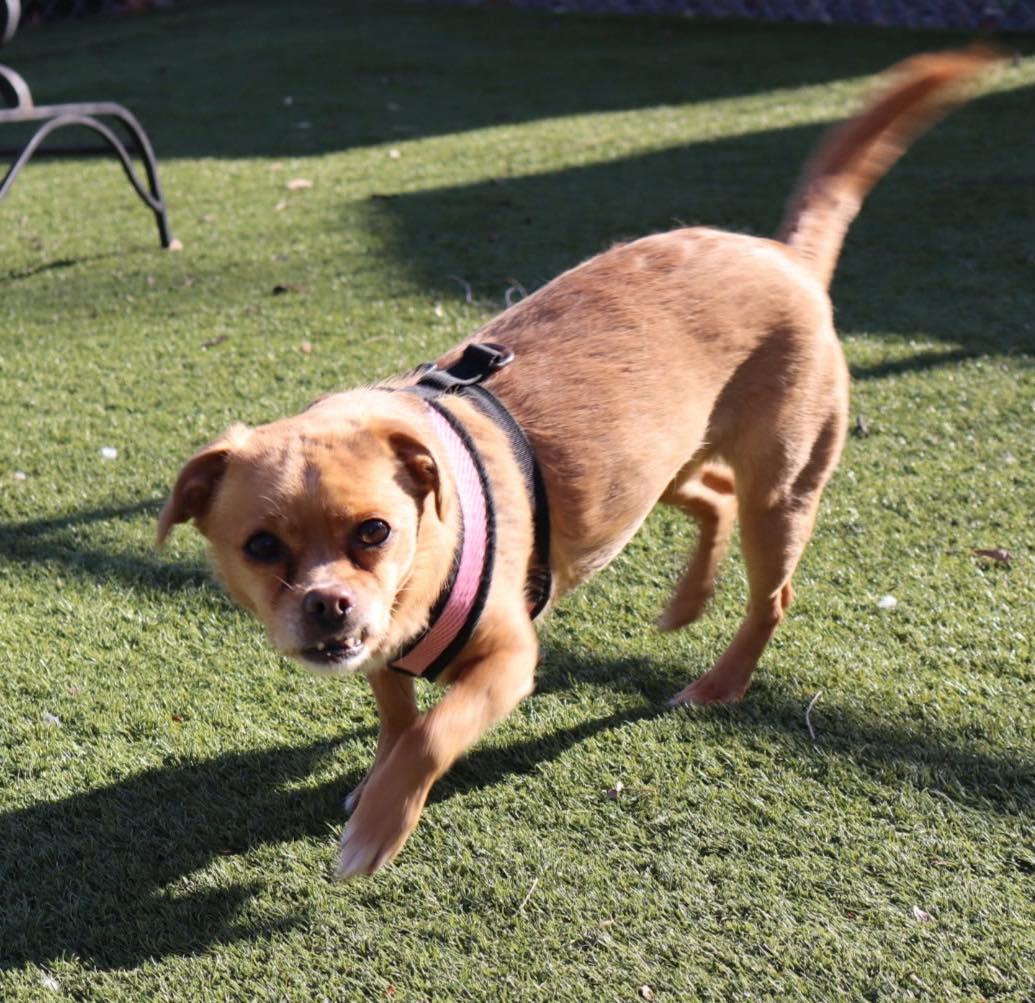 Lulu, a ADOPTABLE Chihuahua in Bloomfield, NJ image 6/6