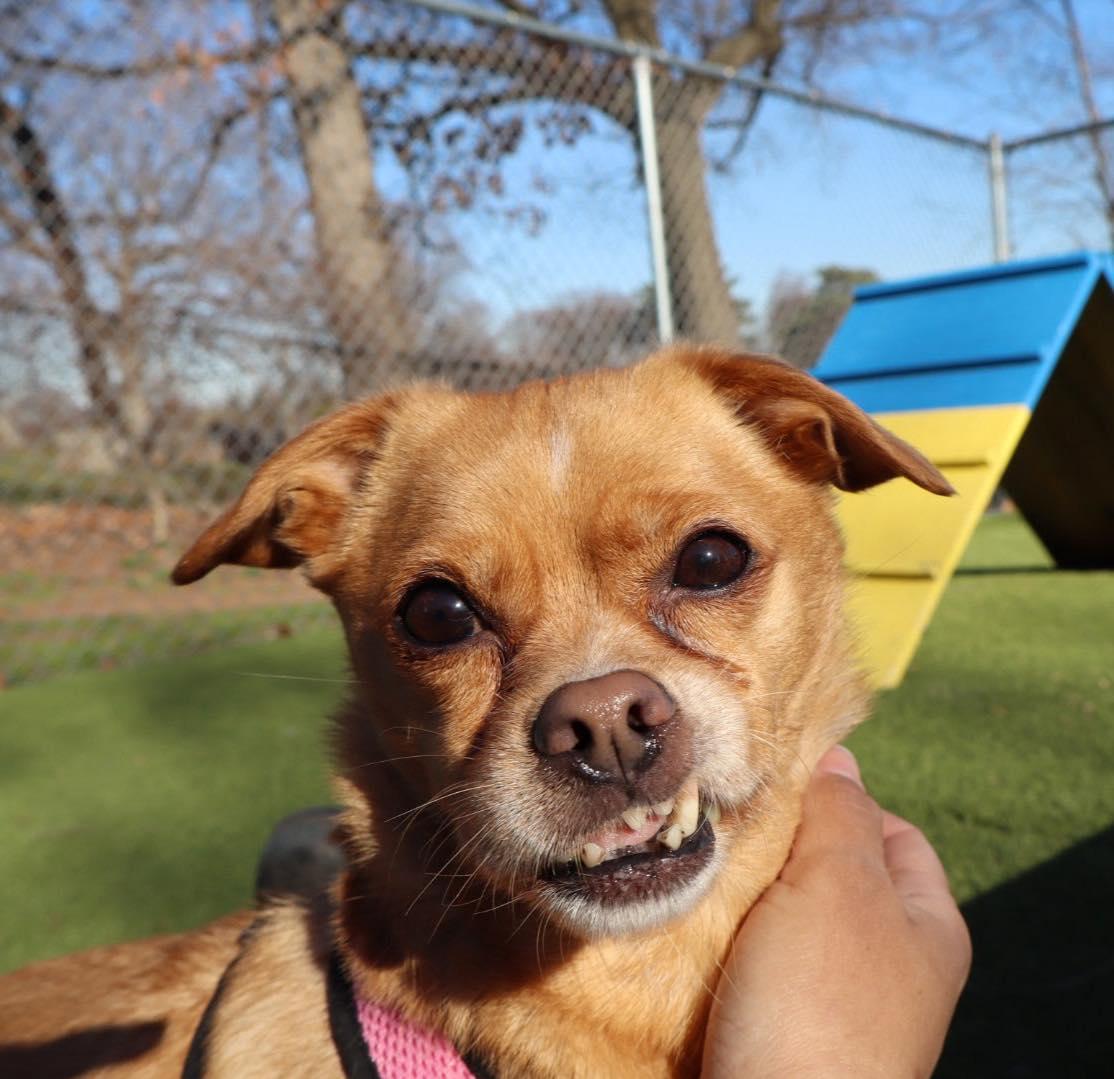 Lulu, a ADOPTABLE Chihuahua in Bloomfield, NJ image 3/6