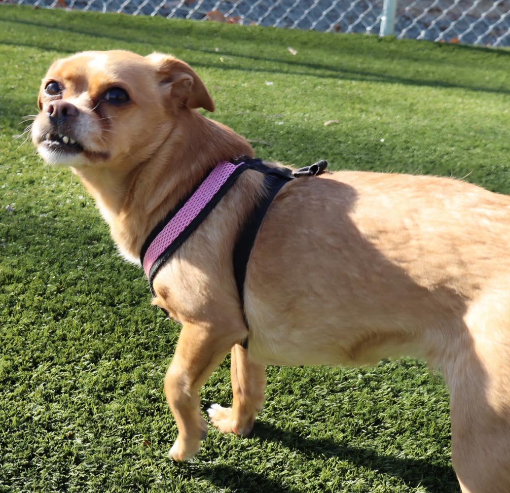 Lulu, a ADOPTABLE Chihuahua in Bloomfield, NJ image 5/6