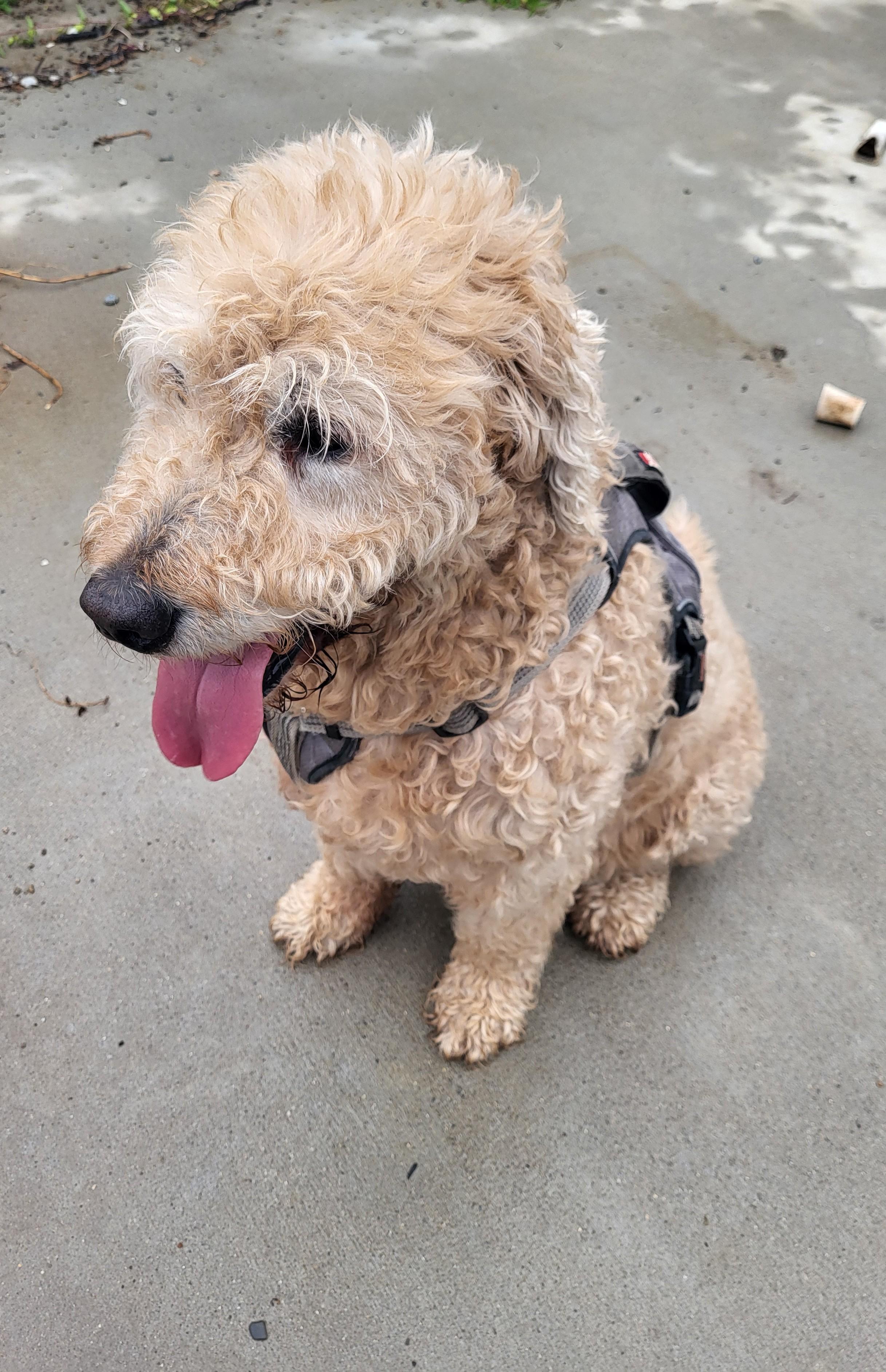 Tanner, ADOPTABLE, Senior Male Goldendoodle.