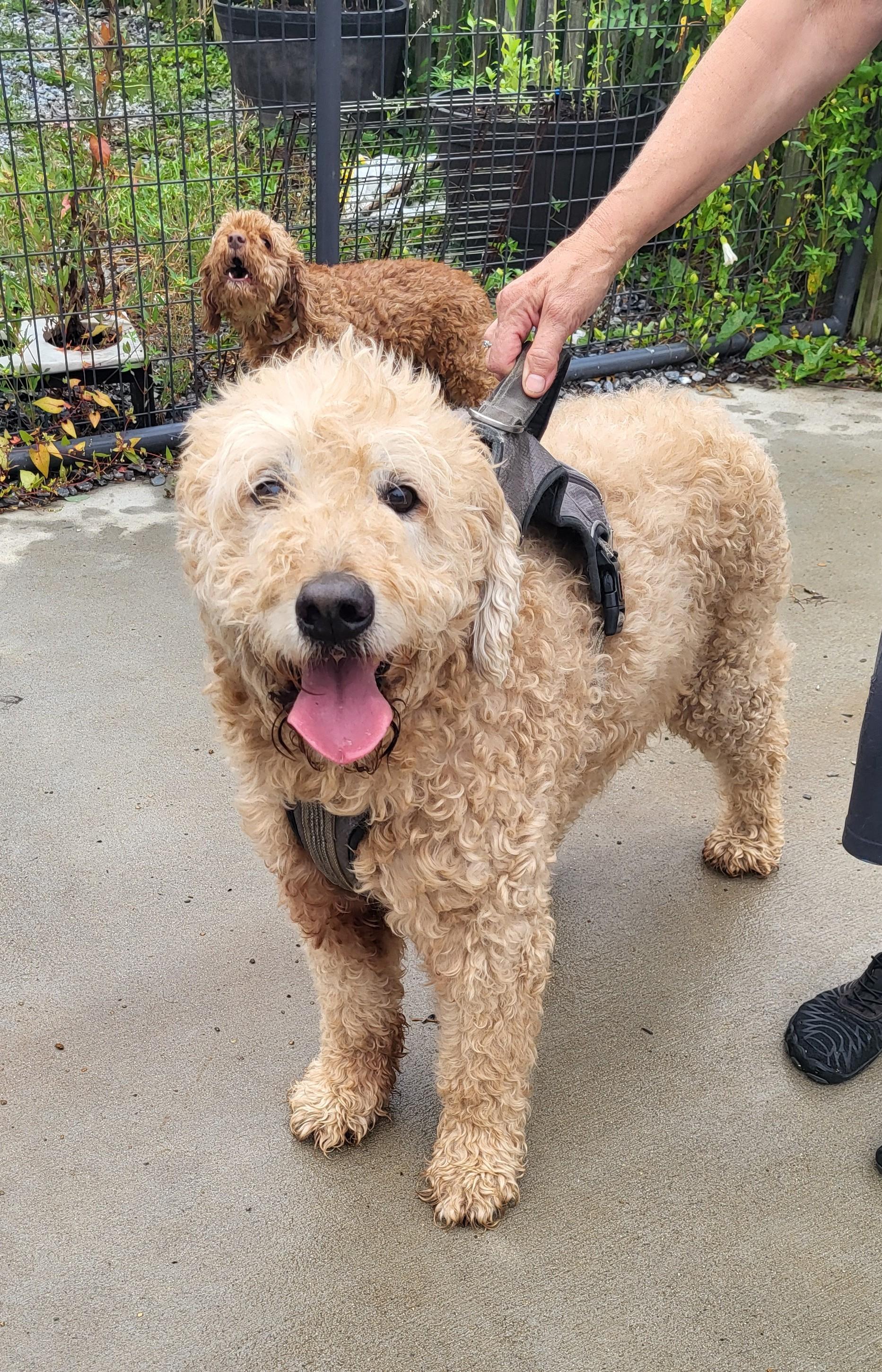 Tanner, a ADOPTABLE Goldendoodle in Hagerstown, MD image 4/4