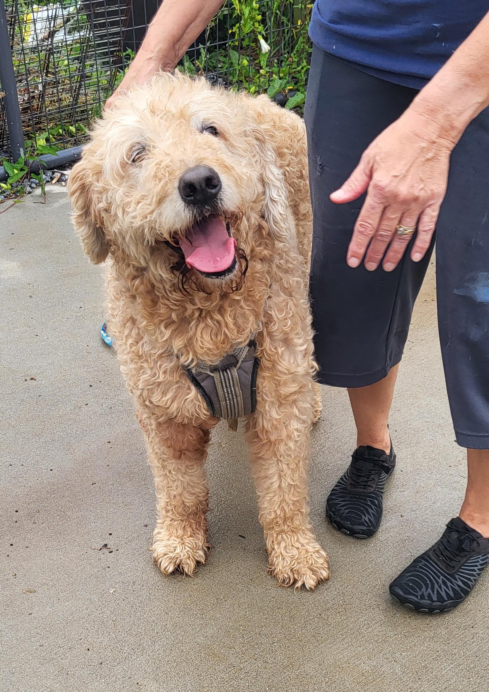 Tanner, a ADOPTABLE Goldendoodle in Hagerstown, MD image 2/4
