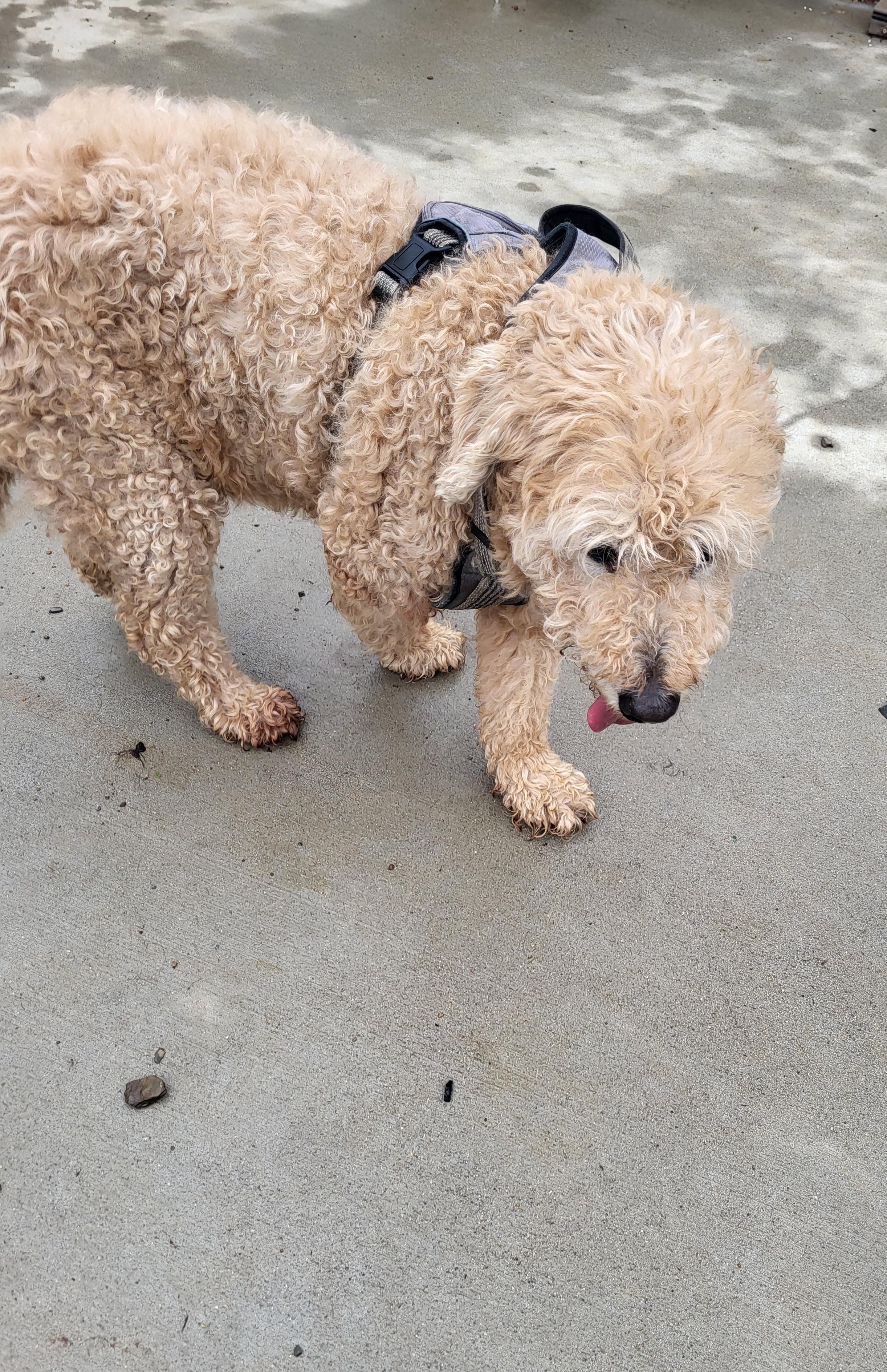 Tanner, a ADOPTABLE Goldendoodle in Hagerstown, MD image 3/4