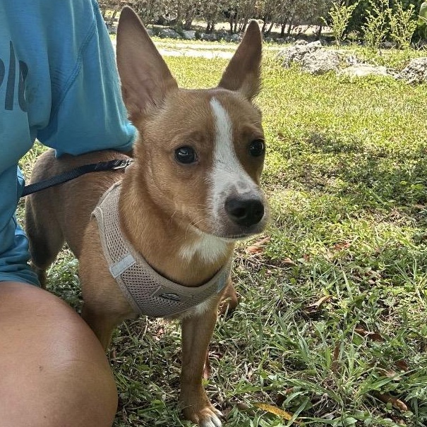 Craig, a ADOPTABLE mixed breed in Key Largo, FL image 2/6