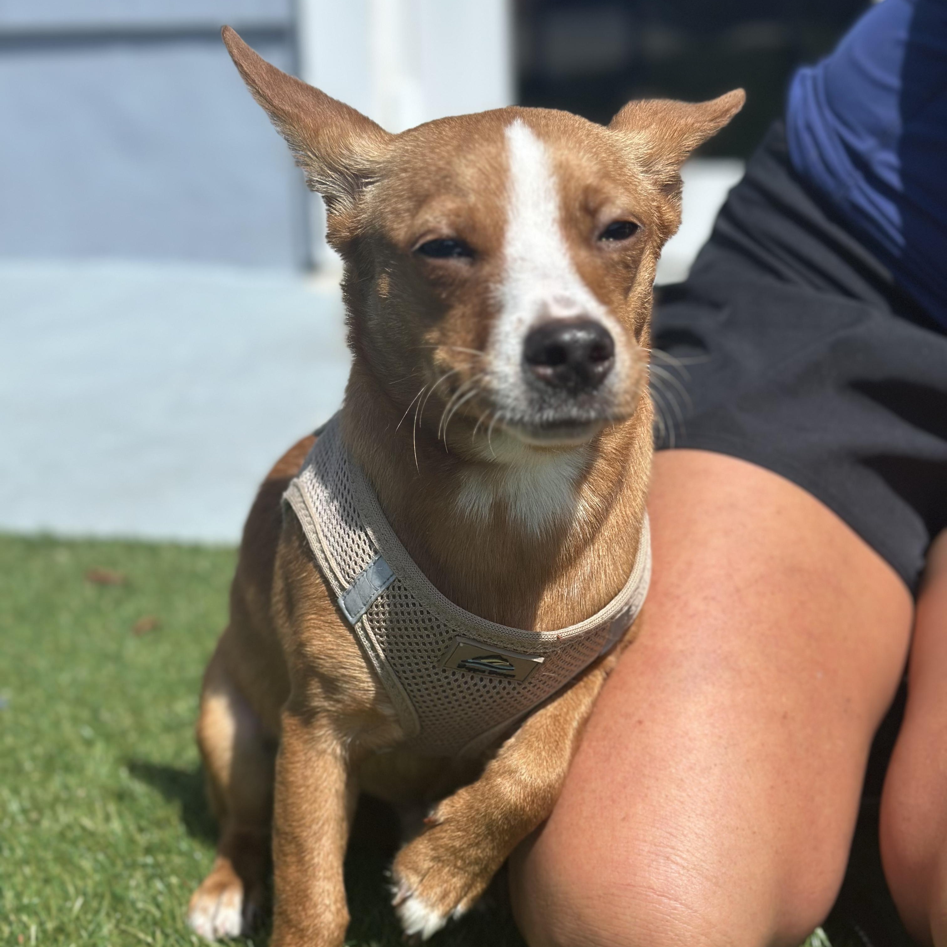 Craig, a ADOPTABLE mixed breed in Key Largo, FL image 6/6