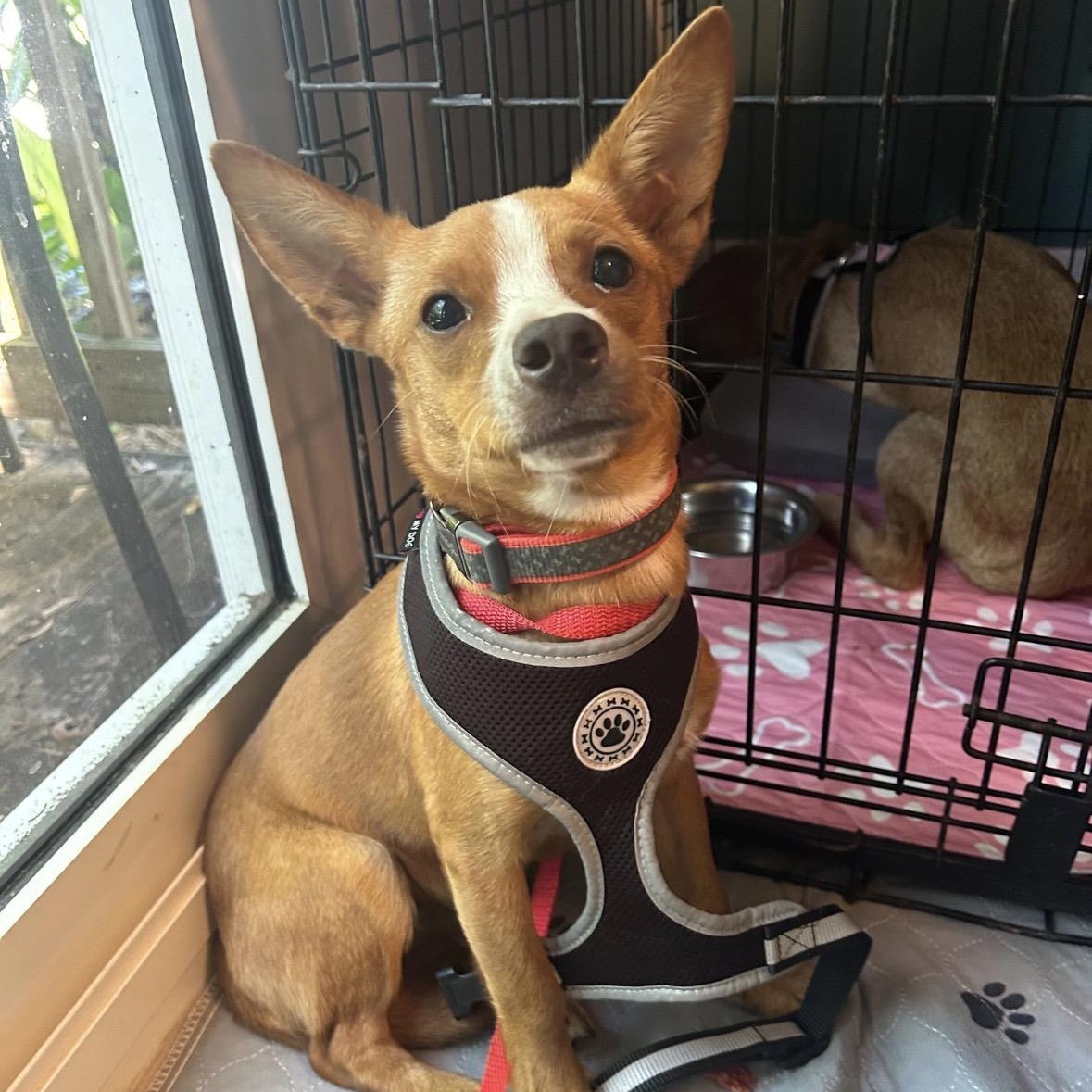Craig, ADOPTABLE, Young Male Mixed Breed & Terrier.