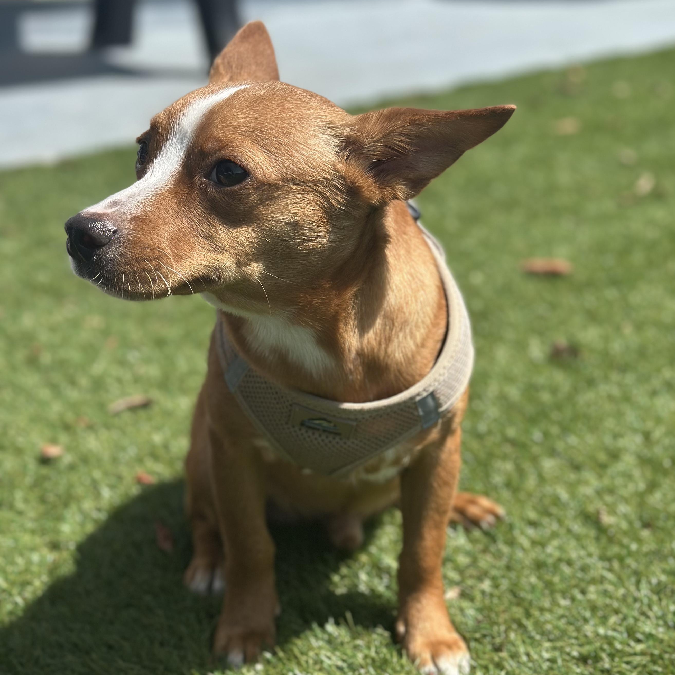 Craig, a ADOPTABLE mixed breed in Key Largo, FL image 4/6