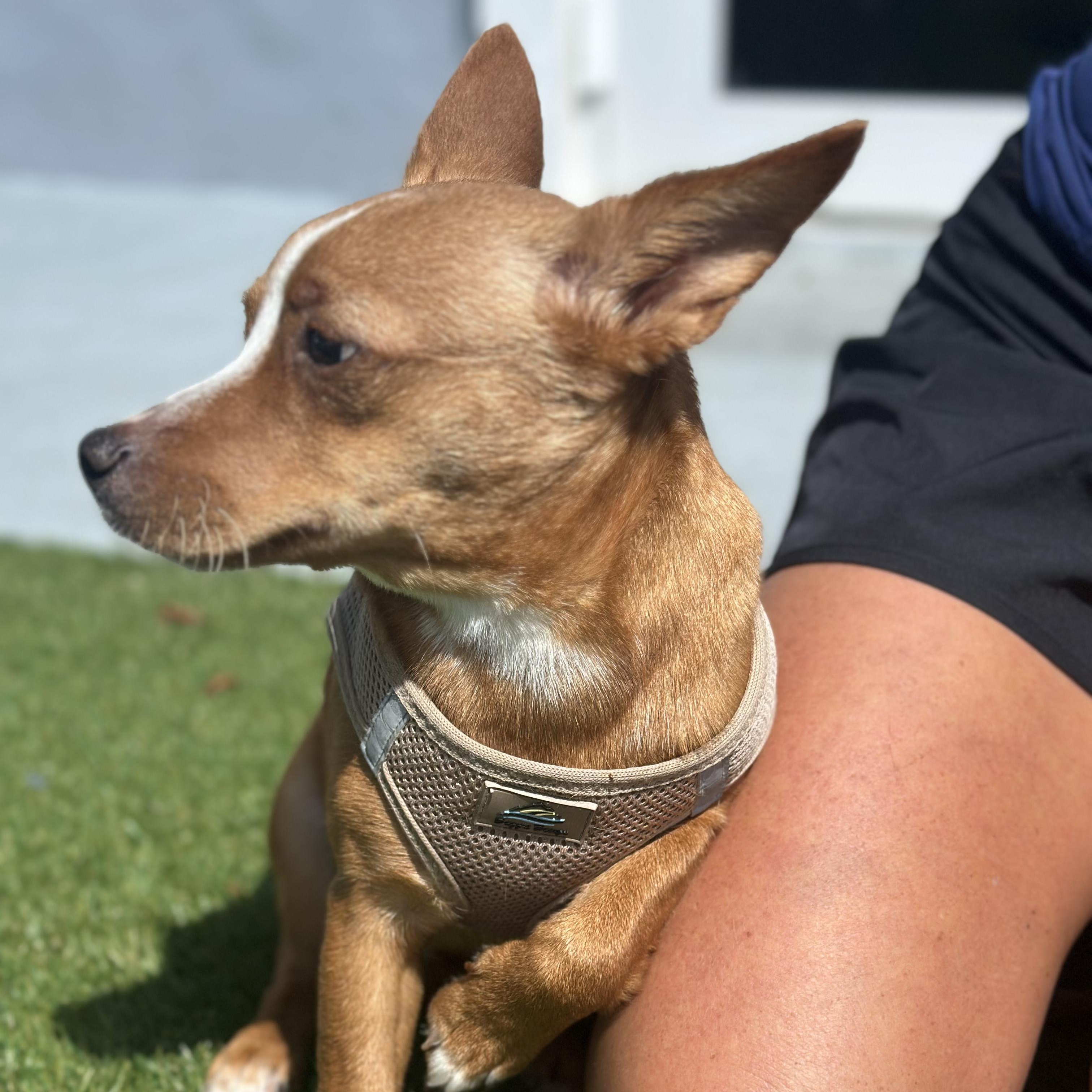 Craig, a ADOPTABLE mixed breed in Key Largo, FL image 5/6