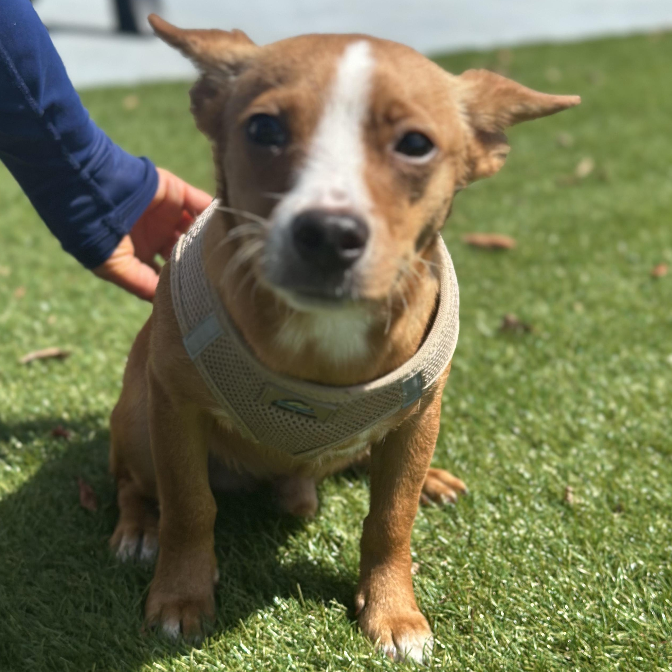 Craig, a ADOPTABLE mixed breed in Key Largo, FL image 3/6