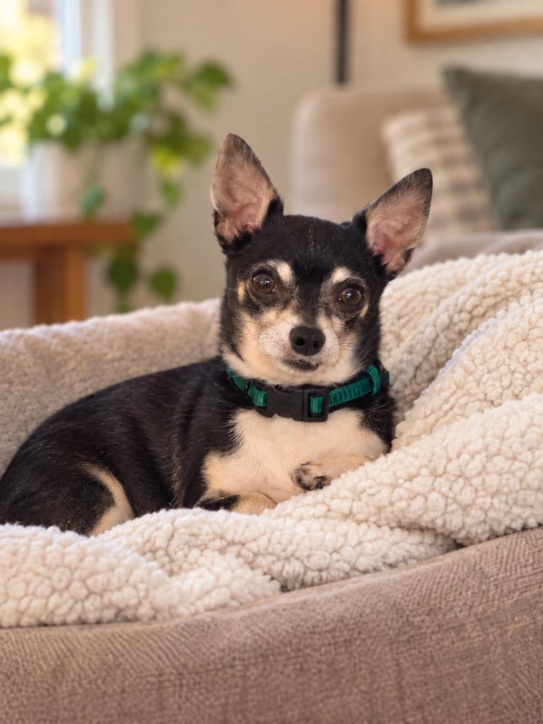 Enlarge Isaac, a Adoptable Chihuahua in Valparaiso, IN image 1/1