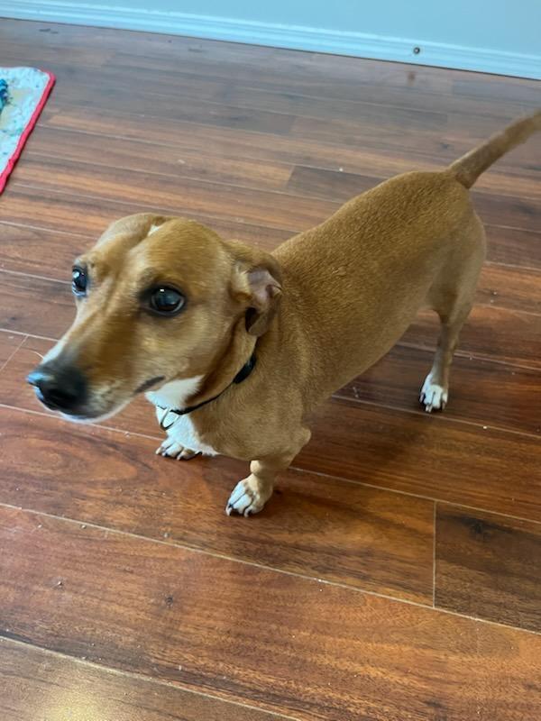 Peanut
