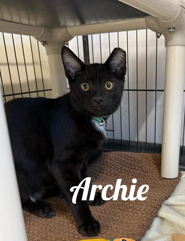 Archie